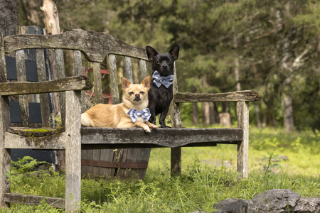 Entry image for Aspen Arch. Clicking this image will show a larger photo