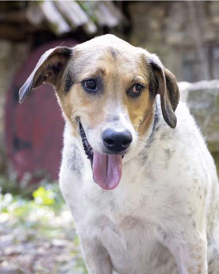 Entry image for Jack. Clicking this image will show a larger photo