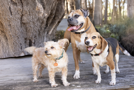 Entry image for Ollie Lincoln Percy. Clicking this image will show a larger photo