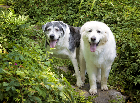 Entry image for Willow-Emerson . Clicking this image will show a larger photo