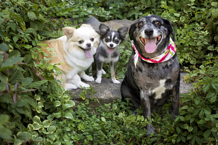 Entry image for Marley Stevie Charlie. Clicking this image will show a larger photo