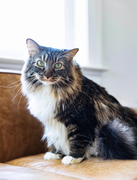 Entry image for Ada. Clicking this image will show a larger photo