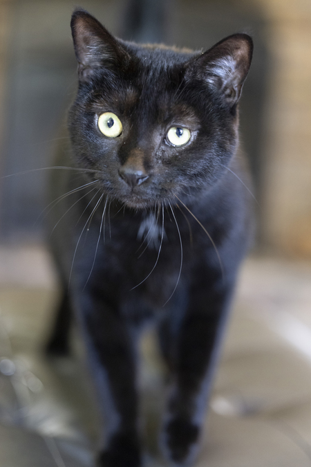 Entry image for Grizz . Clicking this image will show a larger photo