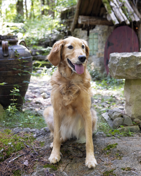 Entry image for Bella. Clicking this image will show a larger photo