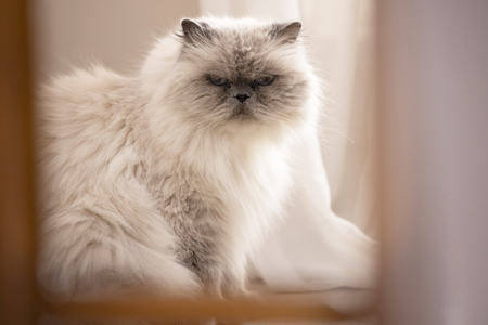 Entry image for Lillie . Clicking this image will show a larger photo