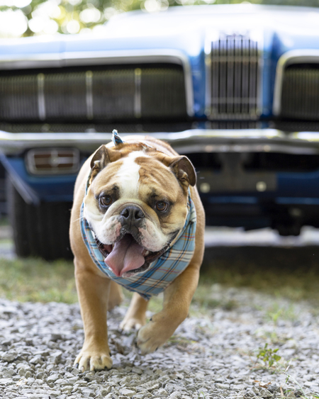 Entry image for Magnus . Clicking this image will show a larger photo