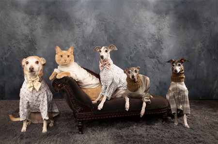 Entry image for Olivia Ollie Audrey Wesley Theo. Clicking this image will show a larger photo