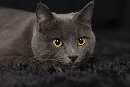 Entry image for Jake. Clicking this image will show a larger photo