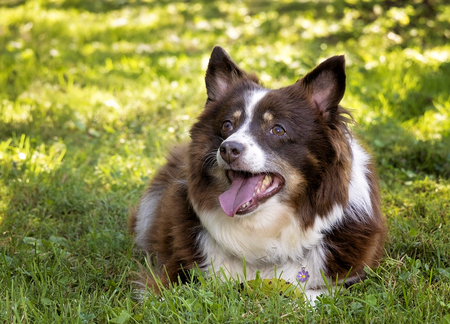 Entry image for Dio. Clicking this image will show a larger photo