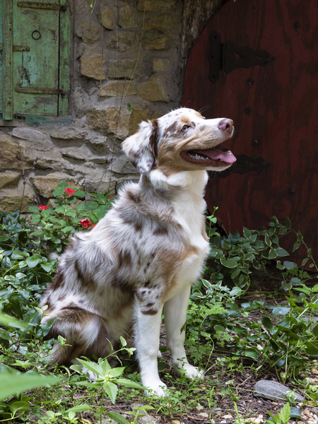 Entry image for Asher. Clicking this image will show a larger photo