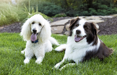 Entry image for Kojo Remy. Clicking this image will show a larger photo