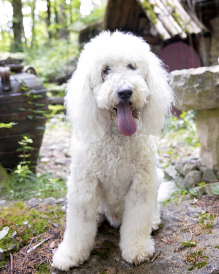 Entry image for Cooper. Clicking this image will show a larger photo