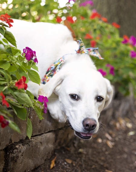 Entry image for Paisley. Clicking this image will show a larger photo