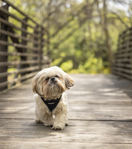 Entry image for Tuli . Clicking this image will show a larger photo