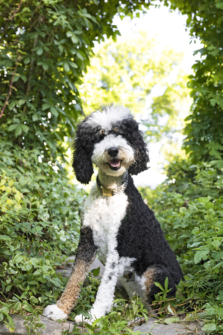 Entry image for Remi. Clicking this image will show a larger photo