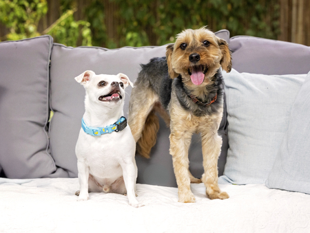 Entry image for Gooby Kramer. Clicking this image will show a larger photo