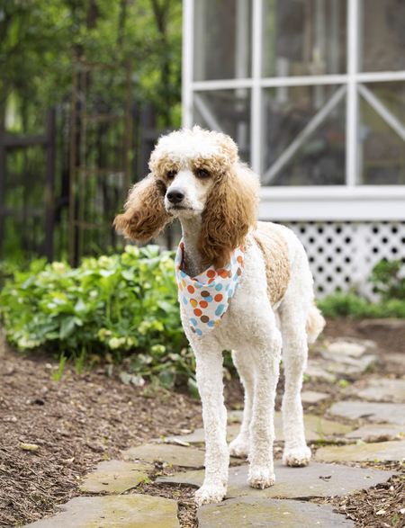 Entry image for Marshall. Clicking this image will show a larger photo