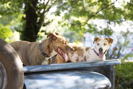 Entry image for Tigger-Benson. Clicking this image will show a larger photo