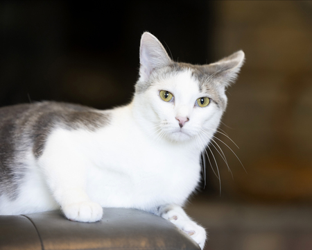 Entry image for Muffin . Clicking this image will show a larger photo