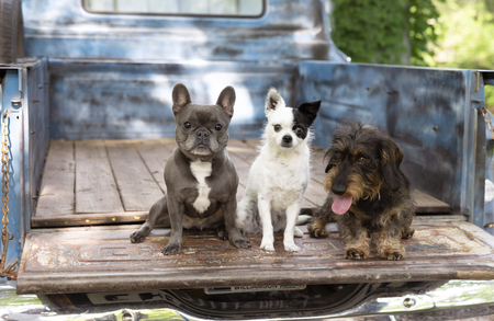 Entry image for Rosie-Gunnar-Piggy . Clicking this image will show a larger photo