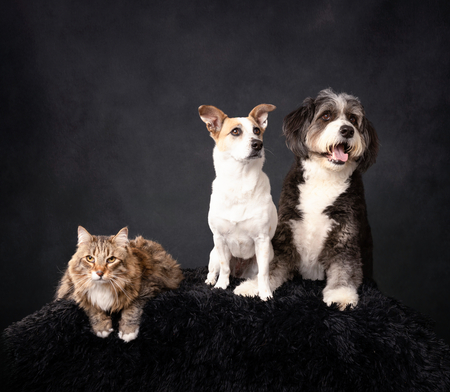 Entry image for Enzo Remy Lucy. Clicking this image will show a larger photo