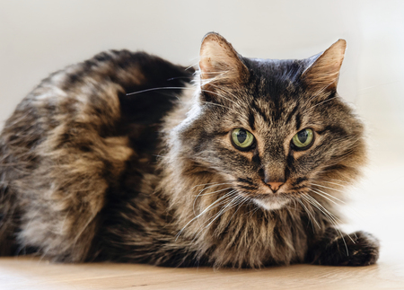 Entry image for Whistler. Clicking this image will show a larger photo