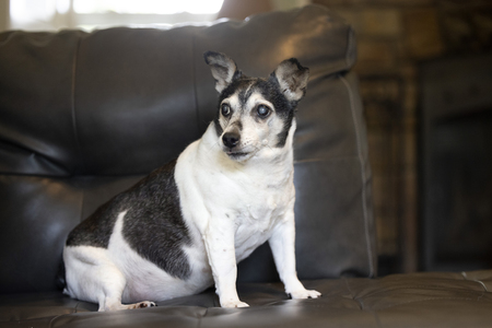 Entry image for Dottie . Clicking this image will show a larger photo