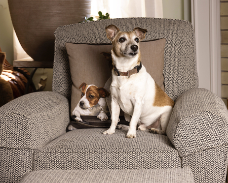 Entry image for Rusty. Clicking this image will show a larger photo