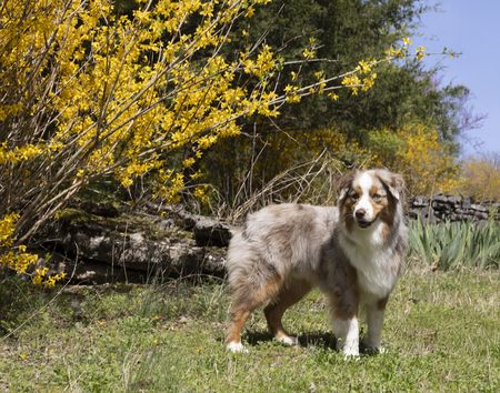 Entry image for Enzo . Clicking this image will show a larger photo