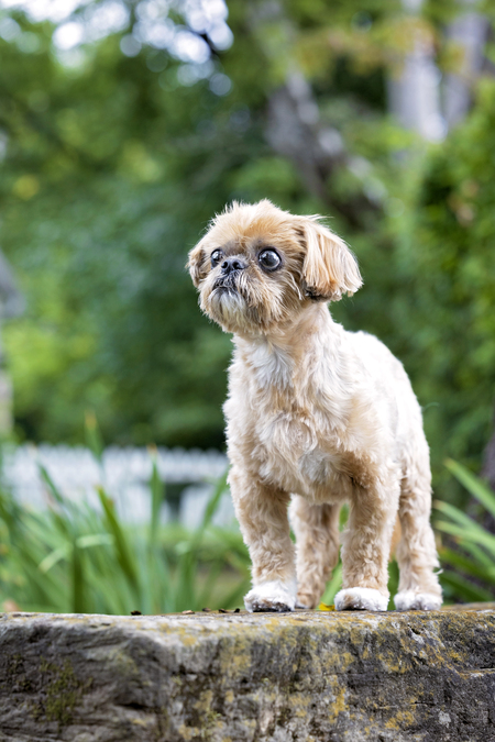 Entry image for Harper. Clicking this image will show a larger photo