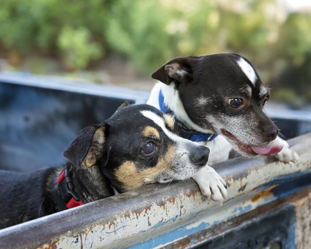 Entry image for Petey Dolly. Clicking this image will show a larger photo