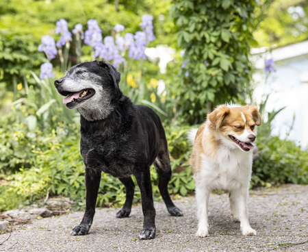 Entry image for Misty Maggie. Clicking this image will show a larger photo