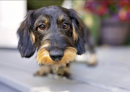 Entry image for Llinka. Clicking this image will show a larger photo