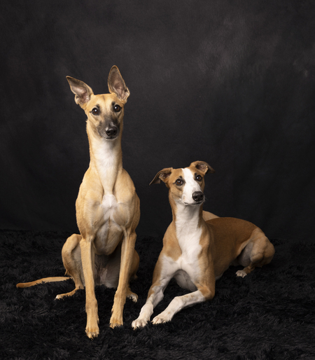 Entry image for Tango Salsa. Clicking this image will show a larger photo