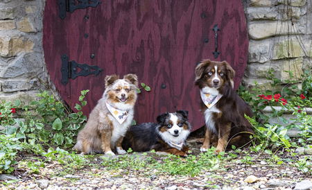 Entry image for Rubymae-Birdiesue-Winnielou. Clicking this image will show a larger photo