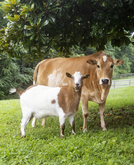 Entry image for Mazel Deuce. Clicking this image will show a larger photo