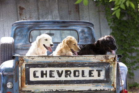 Entry image for Willow Oakley Brooks . Clicking this image will show a larger photo