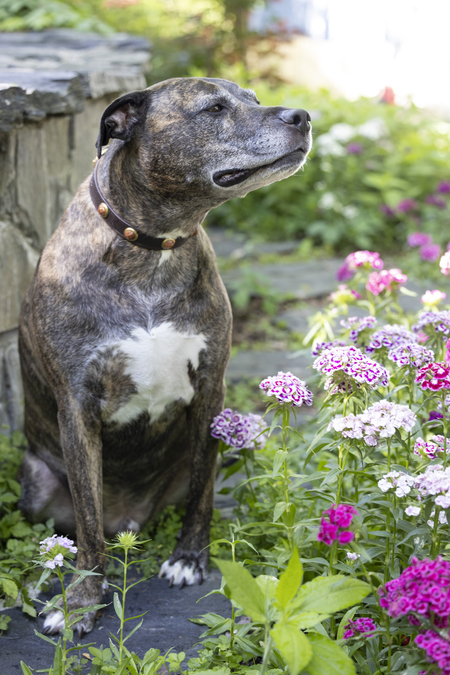 Entry image for Zeus . Clicking this image will show a larger photo