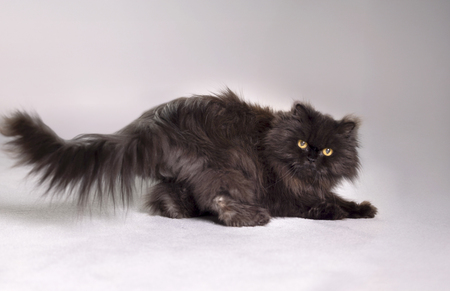 Entry image for Lucy . Clicking this image will show a larger photo