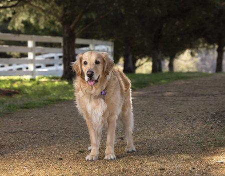 Entry image for Roxie . Clicking this image will show a larger photo