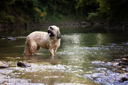 Entry image for OliveOil. Clicking this image will show a larger photo