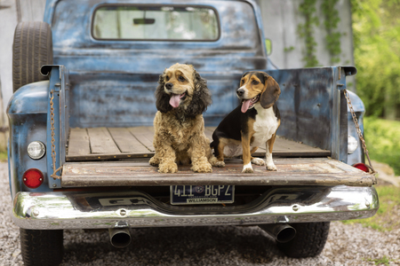 Entry image for Lollipop Remy. Clicking this image will show a larger photo