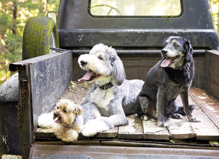 Entry image for Enzo-Frappe-Pacino . Clicking this image will show a larger photo