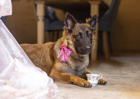 Entry image for Gracie . Clicking this image will show a larger photo