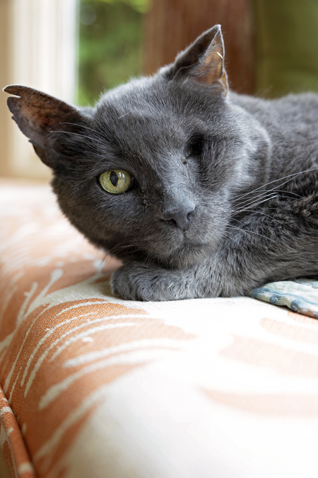 Entry image for Munchkin. Clicking this image will show a larger photo