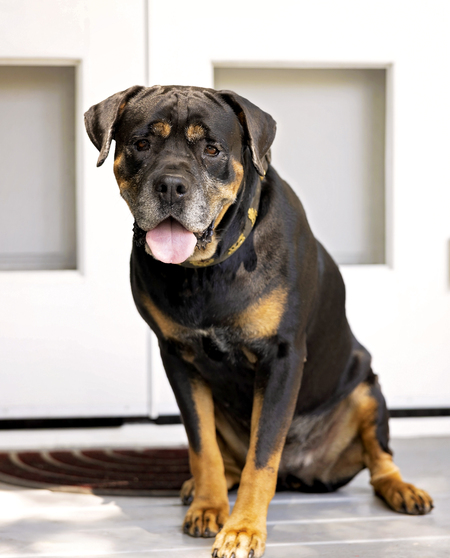 Entry image for Stevie. Clicking this image will show a larger photo