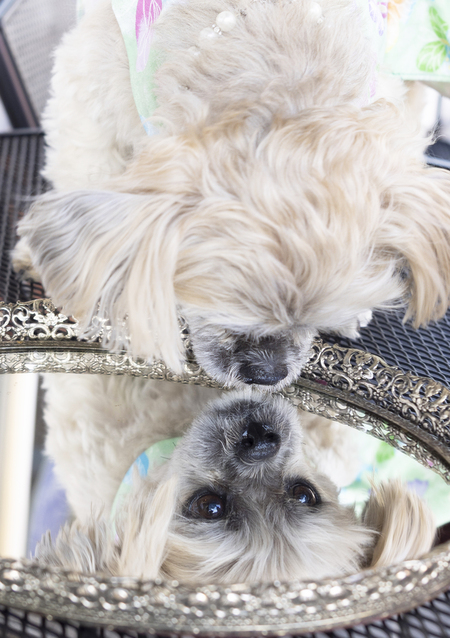 Entry image for Coco . Clicking this image will show a larger photo