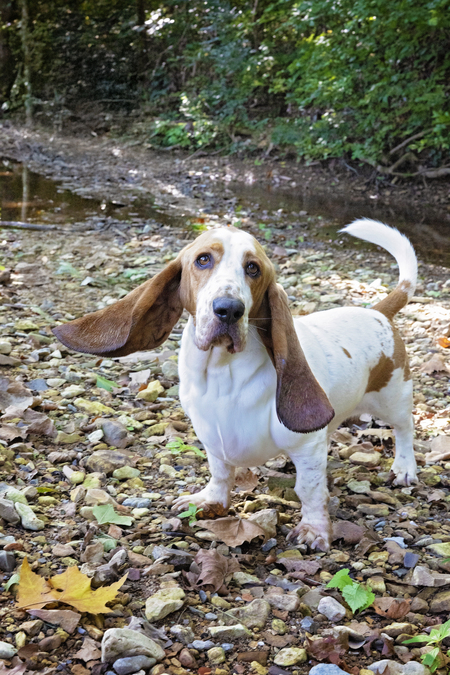 Entry image for Truman. Clicking this image will show a larger photo