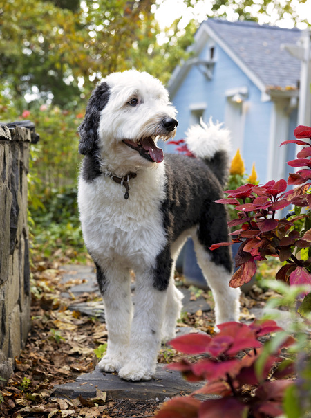 Entry image for Nigel. Clicking this image will show a larger photo