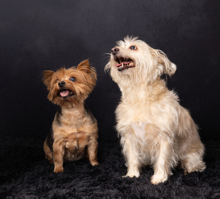 Entry image for Mia-Dandelion . Clicking this image will show a larger photo